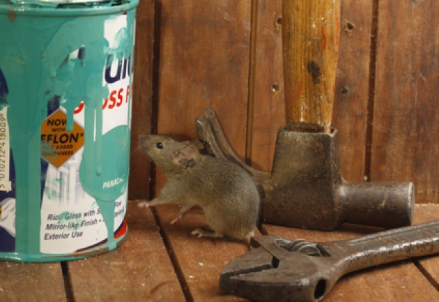 Do you hear scampering and scratching sounds in the walls of your home at night? | Laval Families Magazine | Laval's Family Life Magazine Do you hear scampering and scratching sounds in the walls of your home at night? | Laval Families Magazine | Laval's Family Life Magazine