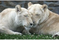 La curiosit au cur du Parc Safari