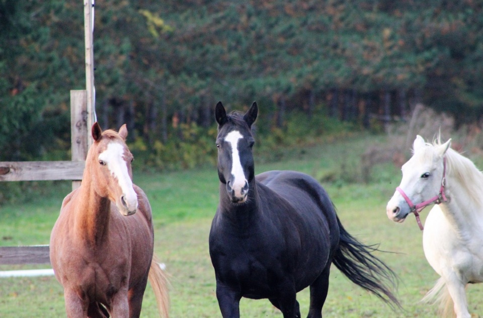 Galahad : de la passion à la protection | Laval en Famille Magazine | Magazine locale Familiale Galahad : de la passion à la protection | Laval en Famille Magazine | Magazine locale Familiale