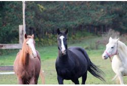 Galahad : de la passion  la protection