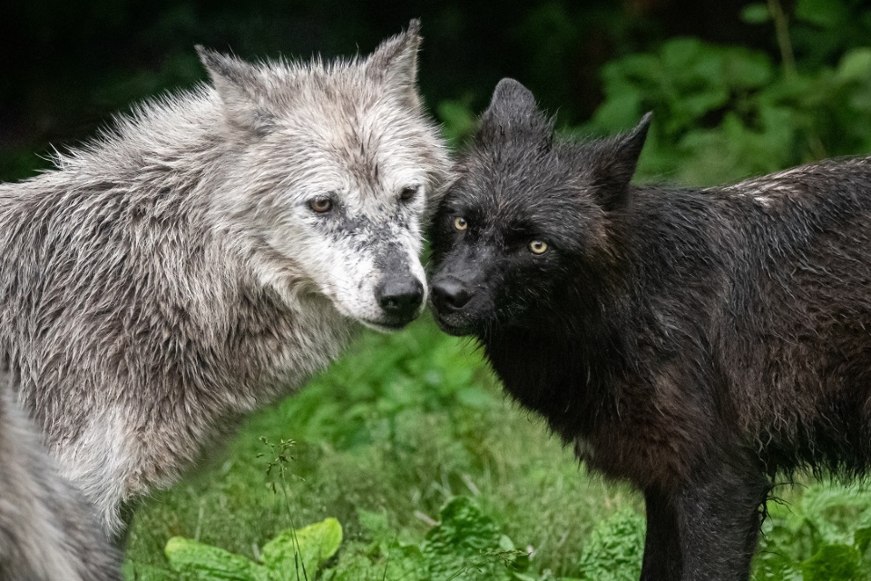 Pour lamour de la nature et des loups | Laval Families Magazine | Laval's Family Life Magazine