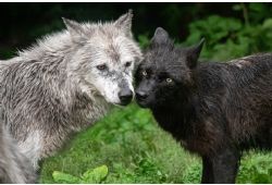 Pour l'amour de la nature et des loups