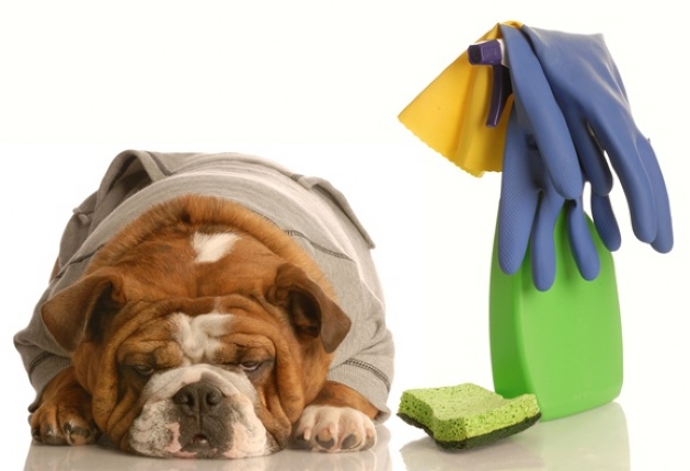 Enjoy your spring cleaning to prevent mould | Laval Families Magazine | Laval's Family Life Magazine Enjoy your spring cleaning to prevent mould | Laval Families Magazine | Laval's Family Life Magazine