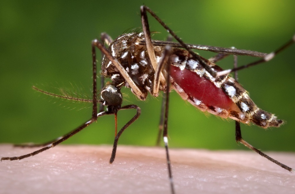 Chikungunya: don’t let a small bite turn into a health problem | Laval Families Magazine | Laval's Family Life Magazine Chikungunya: don’t let a small bite turn into a health problem | Laval Families Magazine | Laval's Family Life Magazine