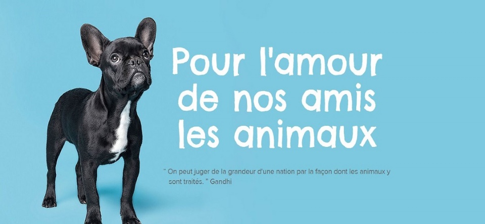Une première année pour le Salon des Amimaux de Laval | Laval en Famille Magazine | Magazine locale Familiale Une première année pour le Salon des Amimaux de Laval | Laval en Famille Magazine | Magazine locale Familiale